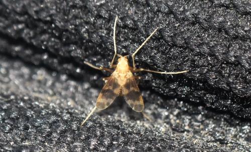 Réf. 328 258 : Apsectrotanypus trifascipennis